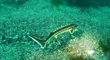 Karadeniz'de heyecanlandıran keşif: 200 milyon yıllık balık Ordu'dan çıktı! Dinozorlardan bile önce yaşamış